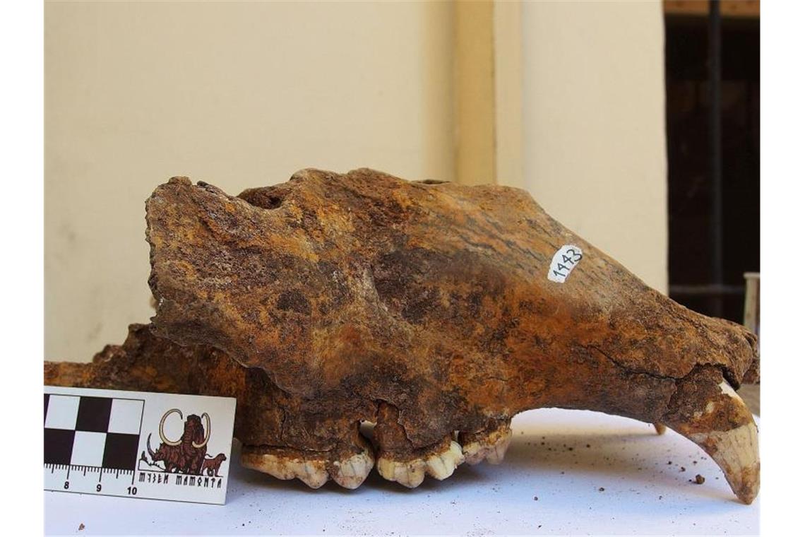 Forscher: Höhlenbär starb vor allem wegen des Menschen aus Der Schädel eines Höhlenbären. Foto: R. Kowalczyk/Nature Research/Scientific Reports/Archivbild