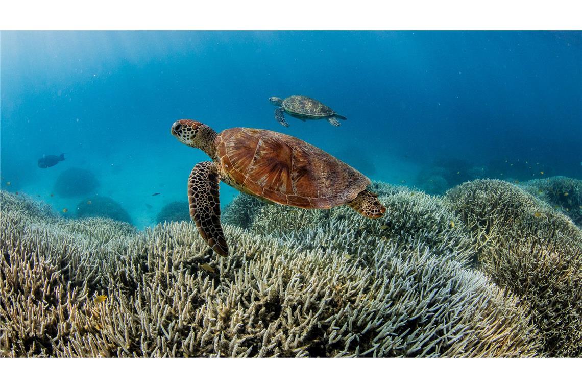 Deutlich erhöhte Wassertemperaturen führen immer häufiger zu Korallenbleichen. (Illustration)