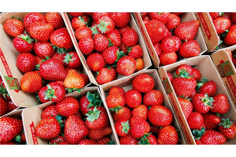 Deutsche Landwirte ernten weniger Erdbeeren.