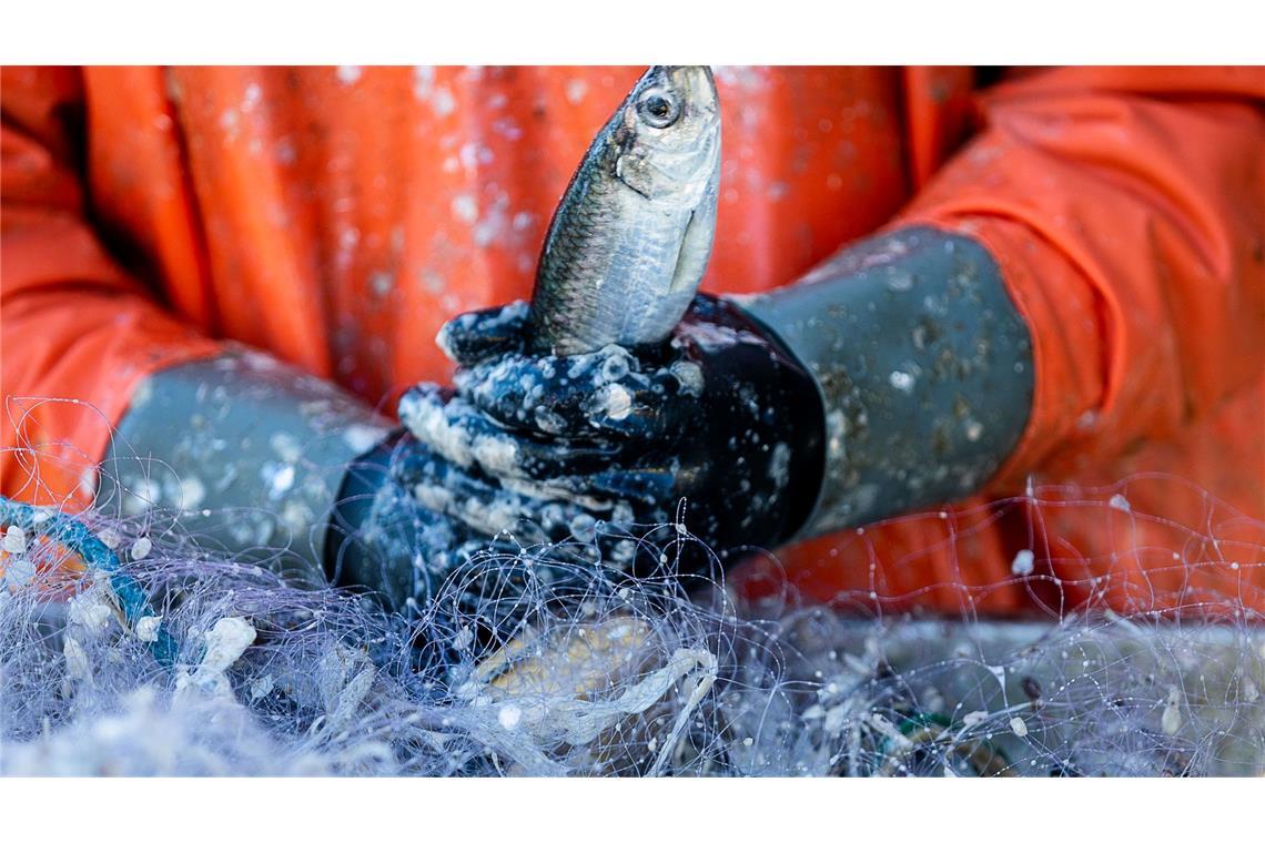 Deutsche Ostseefischer dürfen derzeit mit kleinen Booten und passivem Fanggerät wie Stellnetzen gezielt Heringe fangen. (Archivbild)