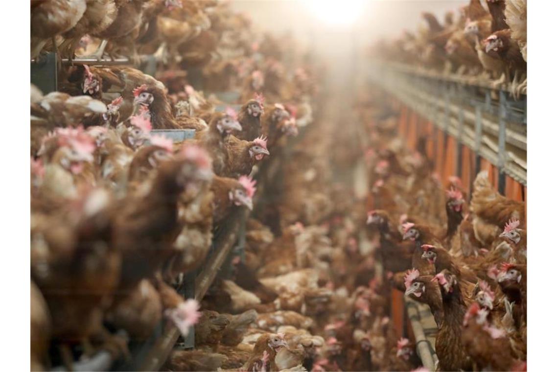 Umweltschützer kritisieren Ressourcenverbrauch Deutschland hat seinen Vorrat an natürlichen Ressourcen für das laufende Jahr bereits aufgebraucht. Ein Grund für diesen frühen Termin ist unter anderem der hohe CO2-Ausstoß in der Massentierhaltung. Foto: Jan Woitas/dpa-Zentralbild/dpa