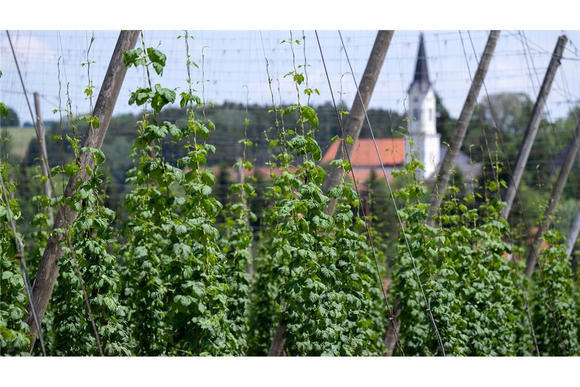 Hopfenbauern roden Bestände gegen Überangebot Deutschland wird wohl trotz der aktuellen Rodungen größter Hopfenanbauer bleiben. (Archivbild)