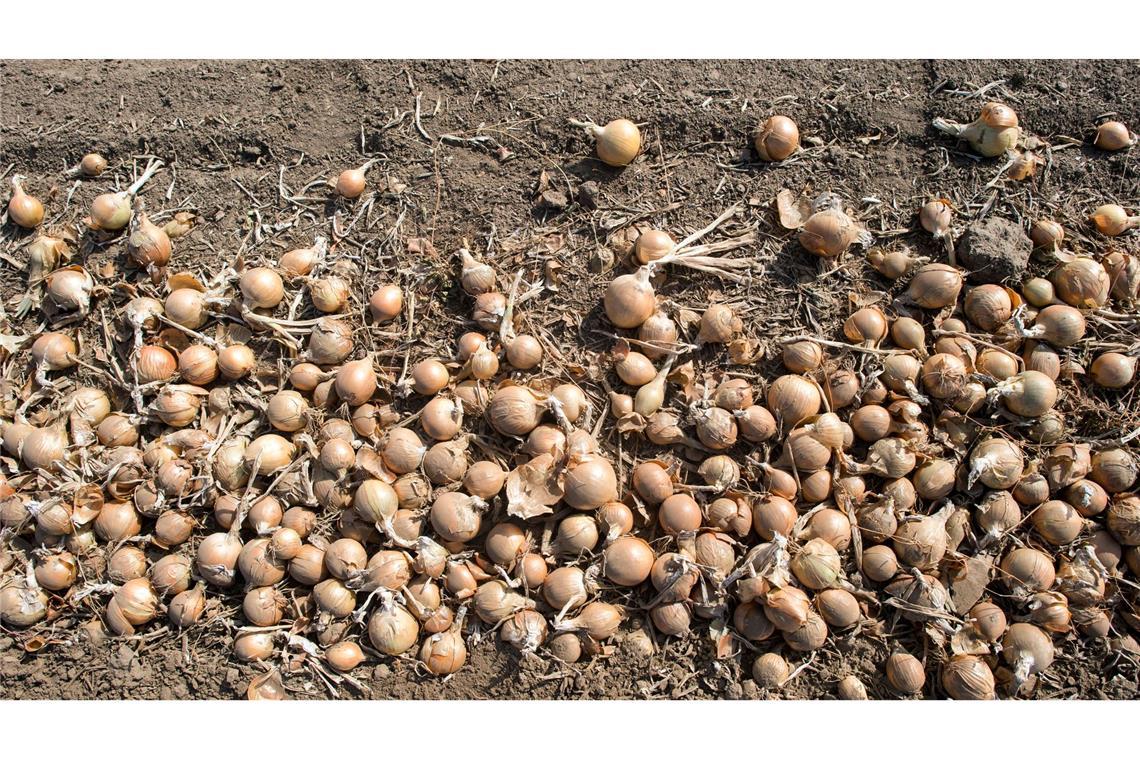 Deutschlands Gemüsebauern haben im vergangenen Jahr so viele Zwiebeln geerntet wie nie seit 1990. (Archivbild)