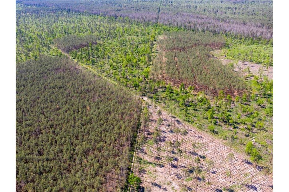 Klöckner kündigt Klima-Prämien für Waldbesitzer an