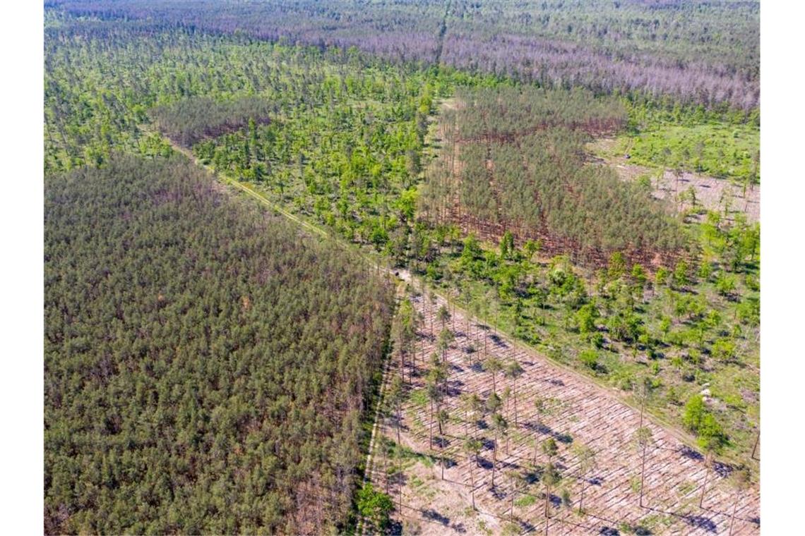 Klöckner kündigt Klima-Prämien für Waldbesitzer an Deutschlands Wälder sind vielerorts in einem schlechten Zustand. Foto: Jan Woitas/dpa-Zentralbild/dpa