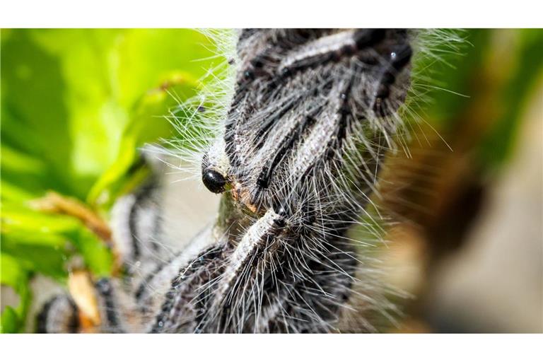 Deutschlandweit werden Maßnahmen gegen den Eichenprozessionsspinner ergriffen. (Archivbild)