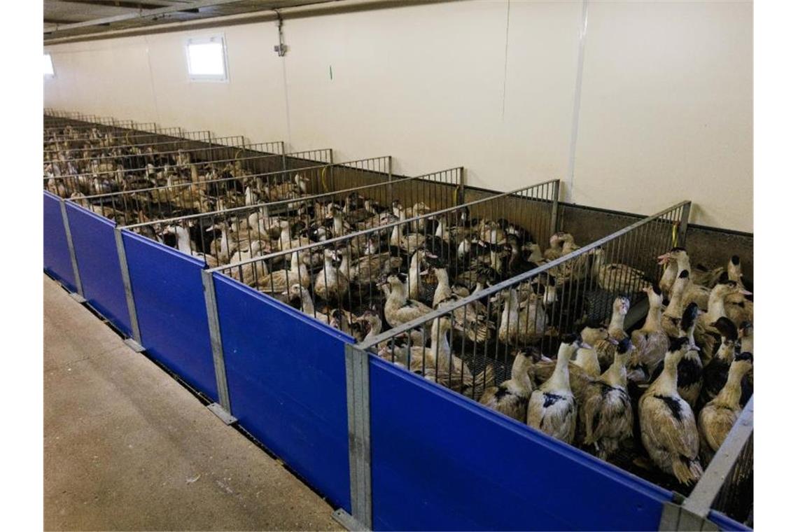 Stopfleber gerät auch in Frankreich in Kritik Dicht an Dicht stehen Enten im "Stopfsaal". Foto: Philipp von Ditfurth/dpa/Archivbild