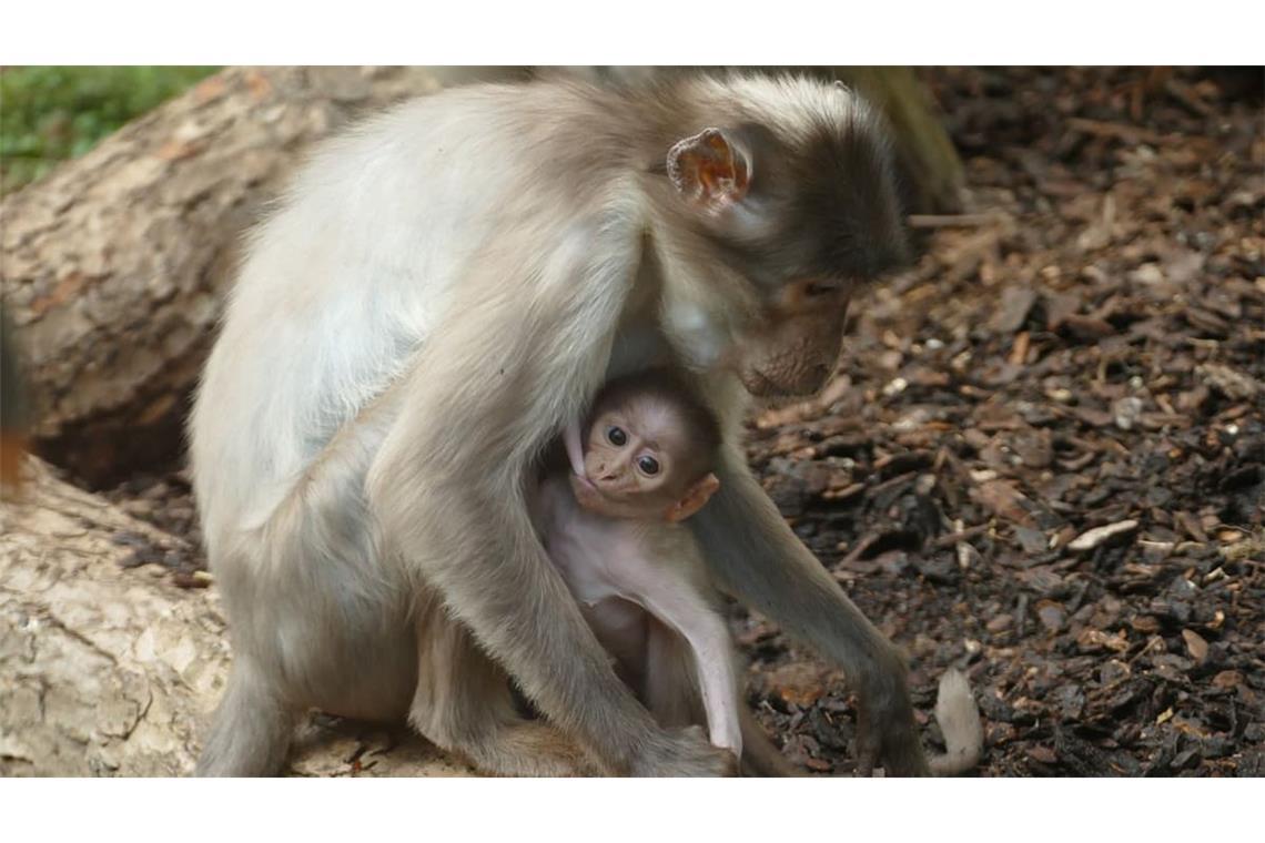 Dicht bei der Mama verbringt das Affenbaby seinen ersten Monat im Zoo Heidelberg.