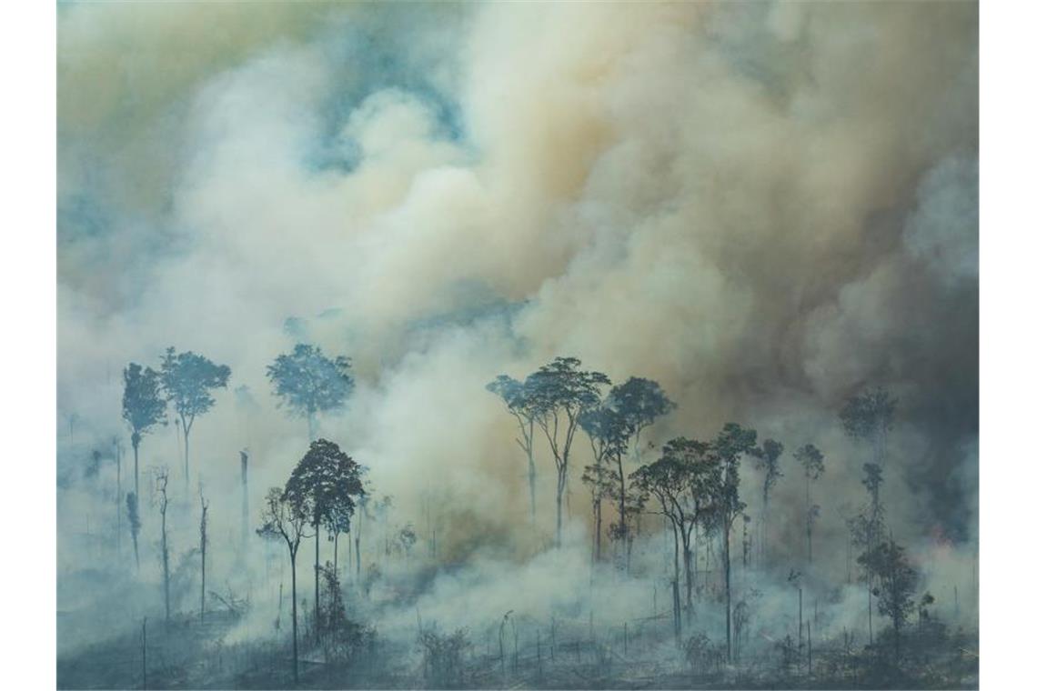 Dichter Rauch steigt bei einem Brand im Amazonasgebiet zwischen den Bäumen auf. Foto: Victor Moriyama/Greenpeace Brazil
