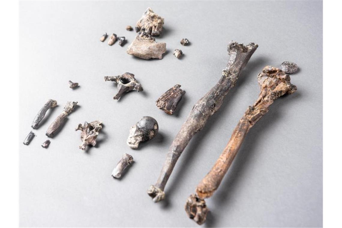 Die 21 Knochen des am besten erhaltenen Teilskeletts eines männlichen Danuvius guggenmosi. Foto: Christoph Jäckle/Nature/dpa/Archivbild