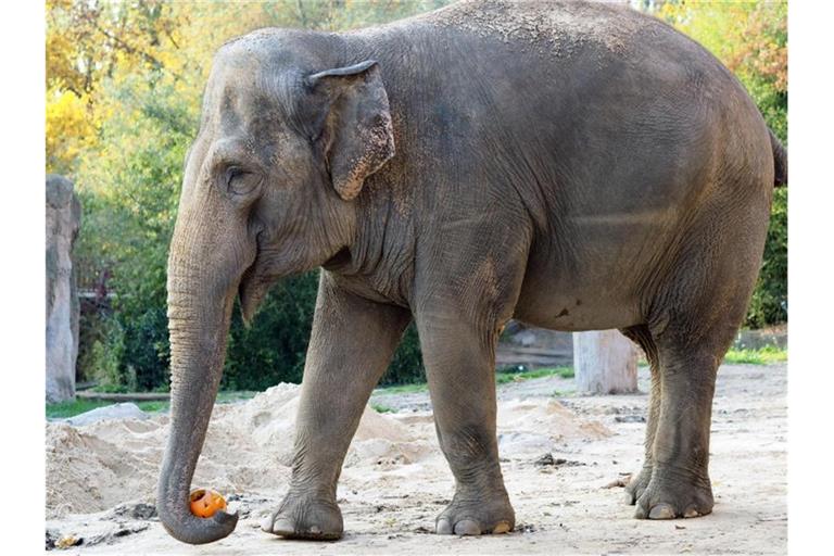 Die 48 Jahre alte Elefantendame Saida im Zoo Leipzig. Foto: Melanie Ginzel/Zoo Leipzig/dpa
