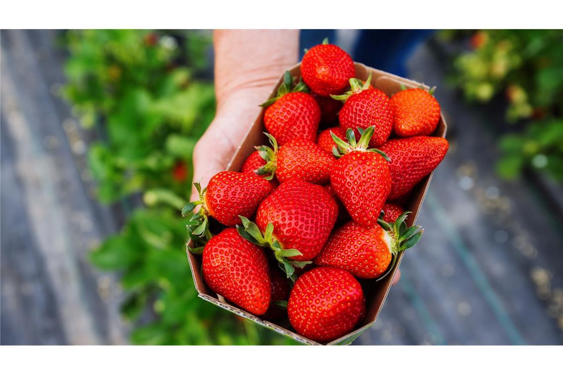 Erdbeeren zu Saison-Tiefpreisen - so viel kostet die Schale Die 500-Gramm-Schale gibt es nun mancherorts schon für weniger als zwei Euro. (Archivbild)