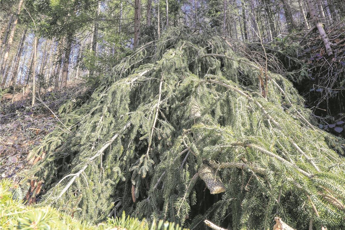 Im Wald wartet auf den Borkenkäfer
ein wahres Festmahl Die abgebrochenen Baumwipfel nutzen die Borkenkäfer als Kinderstube für ihren Nachwuchs.