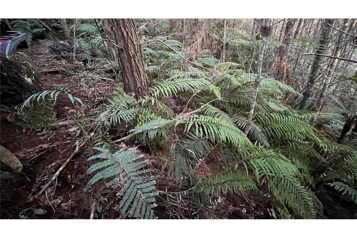 Neuseeland: Erste Fotos vom Camp des Kindesentführers Die abgelegenen Wälder in der Region sind von dichten Farnen bewachsen.