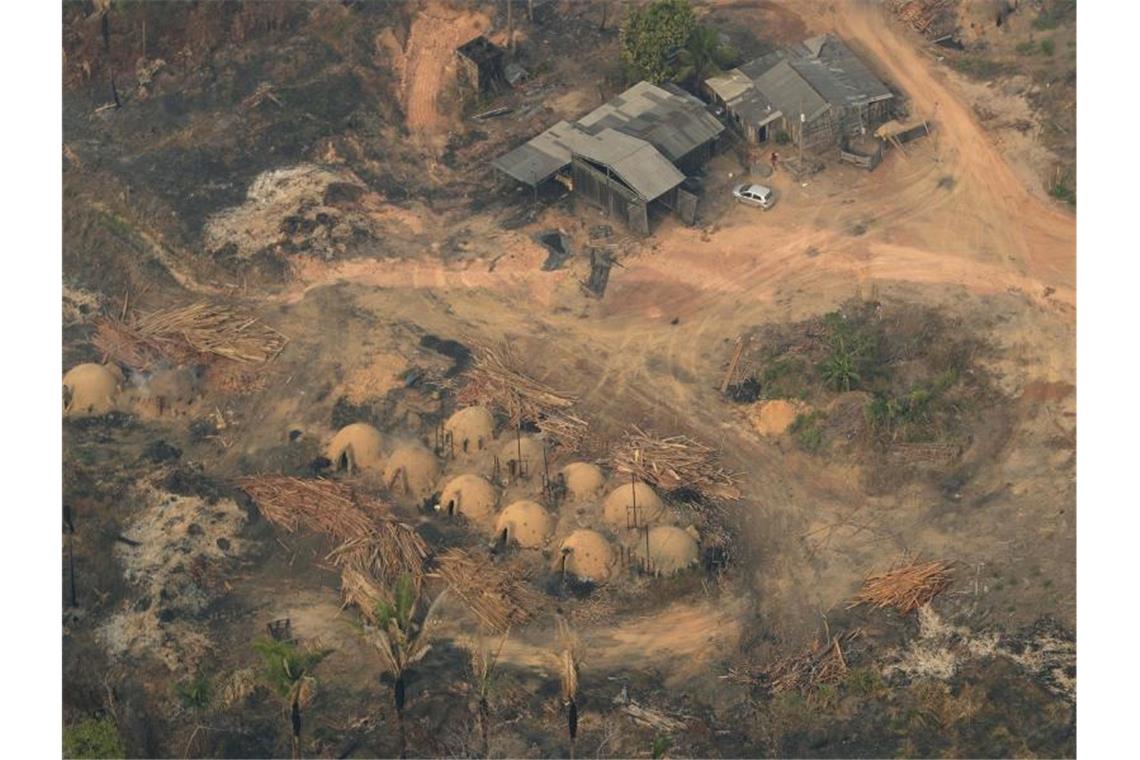 Die Abholzung des Regenwalds könnte die Verbreitung von Pandemien begünstigen. Foto: Eraldo Peres/AP/dpa