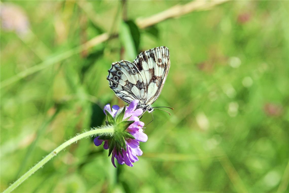 Die Achtsamkeit im Umgang mit der Natur ist ein Schwerpunkt bei den Unterstützern des Naturparks Schwäbisch-Fränkischer Wald. Foto: Alexander Becher