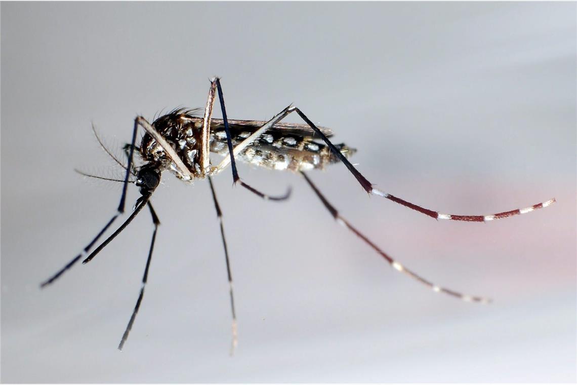 Was Reisende über Chikungunya wissen müssen Die Ägyptische Tigermücke, auch Gelbfiebermücke genannt, überträgt verschiedene Krankheiten, darunter das Chikungunya-Virus.