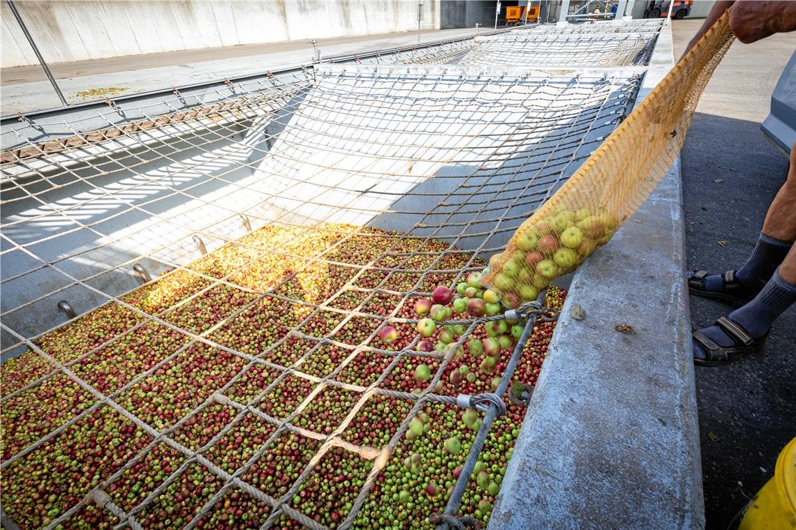 Die Äpfel sind in diesem Jahr kleiner, viele sind frühzeitig von den Bäumen gefallen.Foto: Alexander Becher