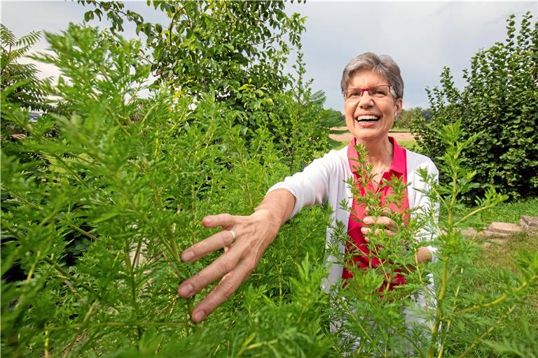 Die Ärztin Anette Stahl-Knura pflanzt in ihrem Backnanger Garten Artemisia annua an und trinkt den bitteren Tee selbst. Fotos: A. Becher/B. Büttner