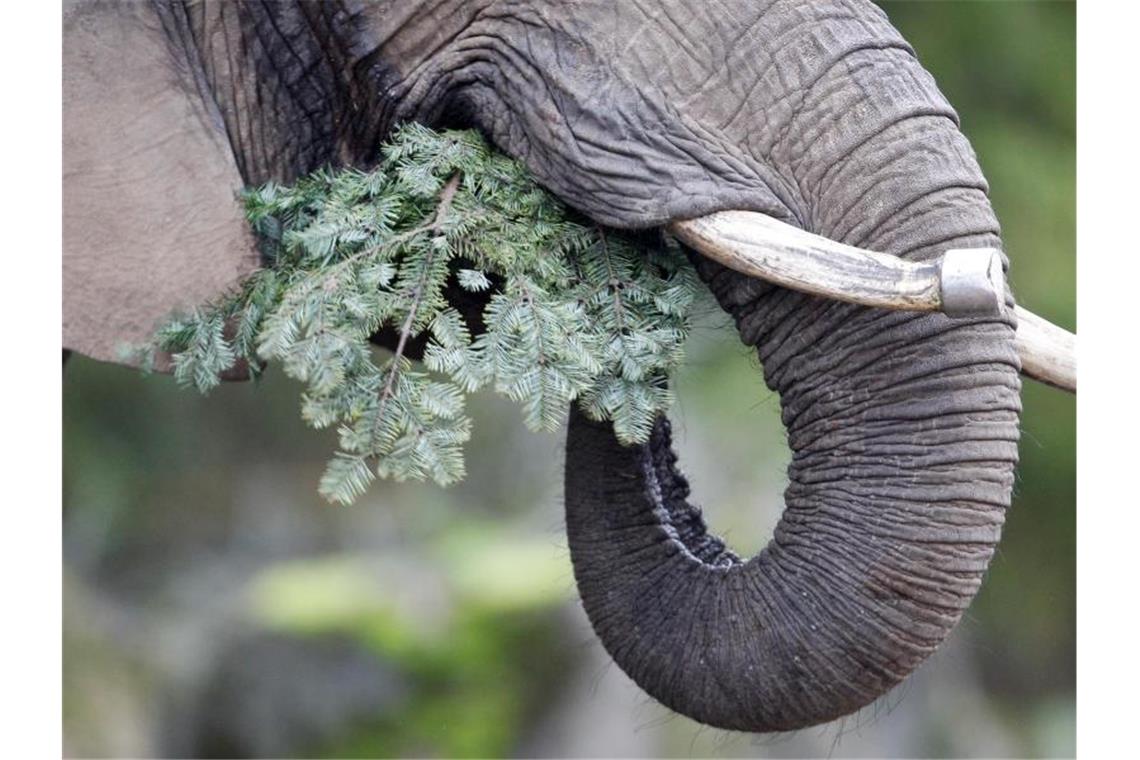 Die afrikanische Elefantendame Daisy verspeist einen Tannenbaum. Foto: Roland Weihrauch/dpa