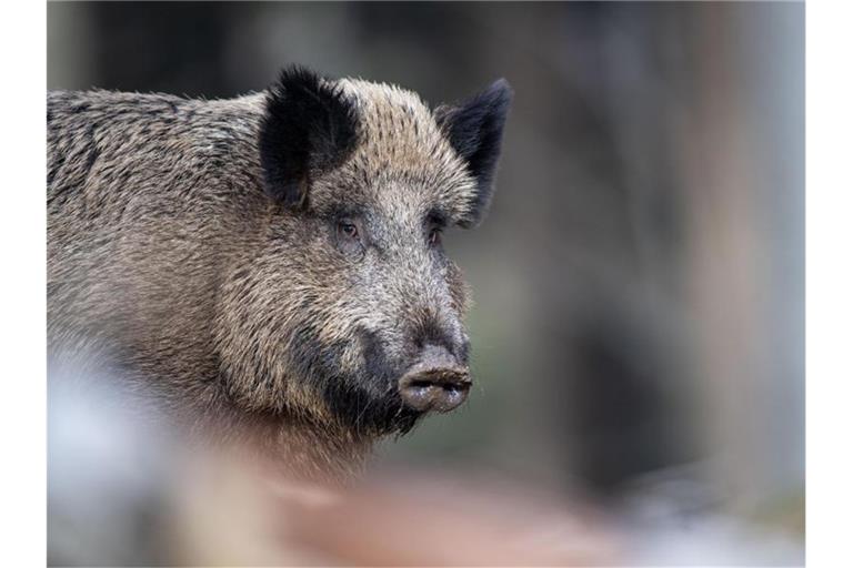 Die Afrikanische Schweinepest war zunächst bei einem Wildschwein in Polen festgestellt worden. Foto: Lino Mirgeler/dpa