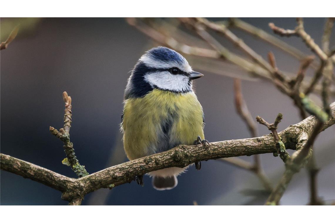 Bevölkerung soll für den Naturschutz Vögel zählen Die Aktion "Stunde der Wintervögel" ruft Interessierte auf, Vögel zu zählen - zum Beispiel Blaumeisen. (Archivbild)
