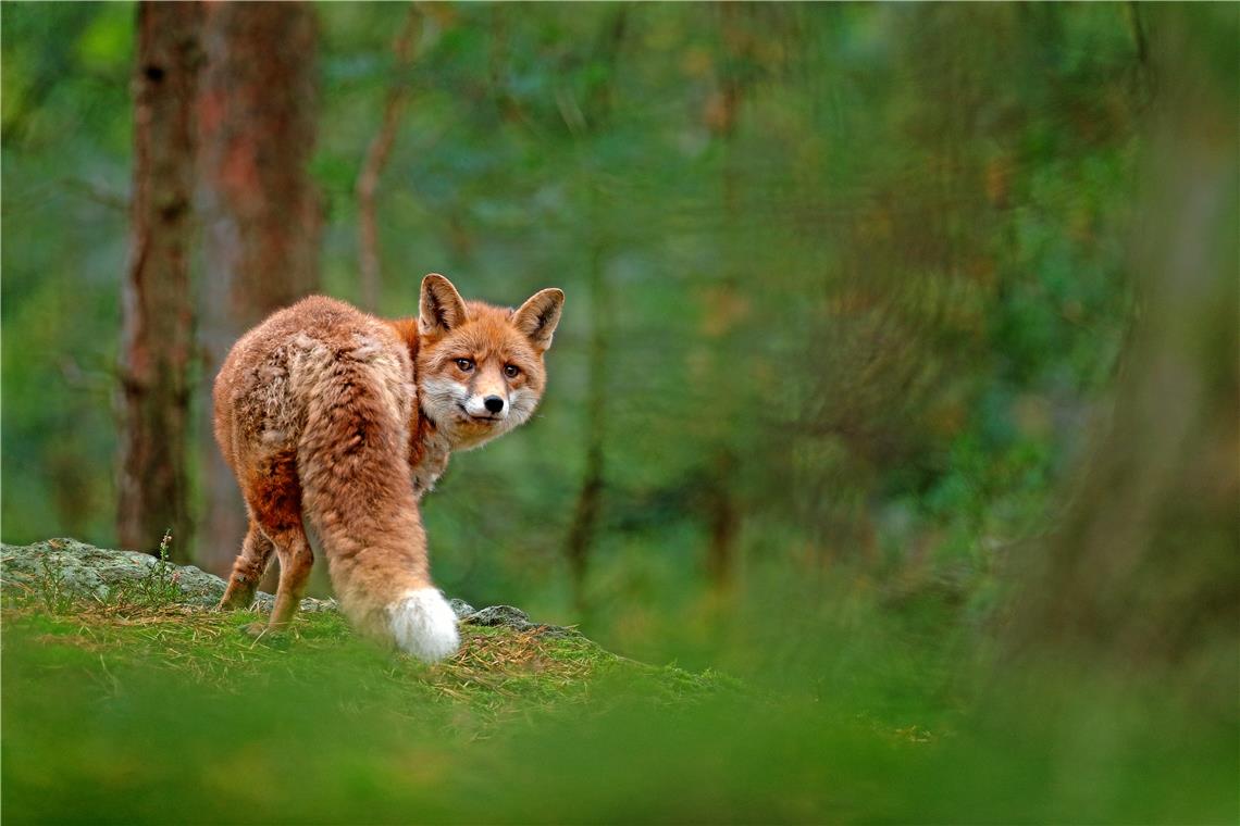 Die aktuelle Zunahme der Räude-Fälle ist vor allem durch die große Anzahl der Tiere zu erklären. Foto:  Ondrejprosicky/Adobe Stock 