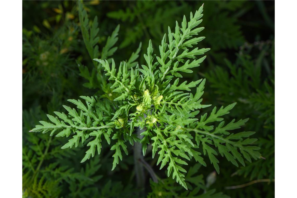 Gift im Garten: Bei diesen beliebten Pflanzen ist Vorsicht angesagt Die allergieauslösende Ambrosia breitet sich weiter aus.