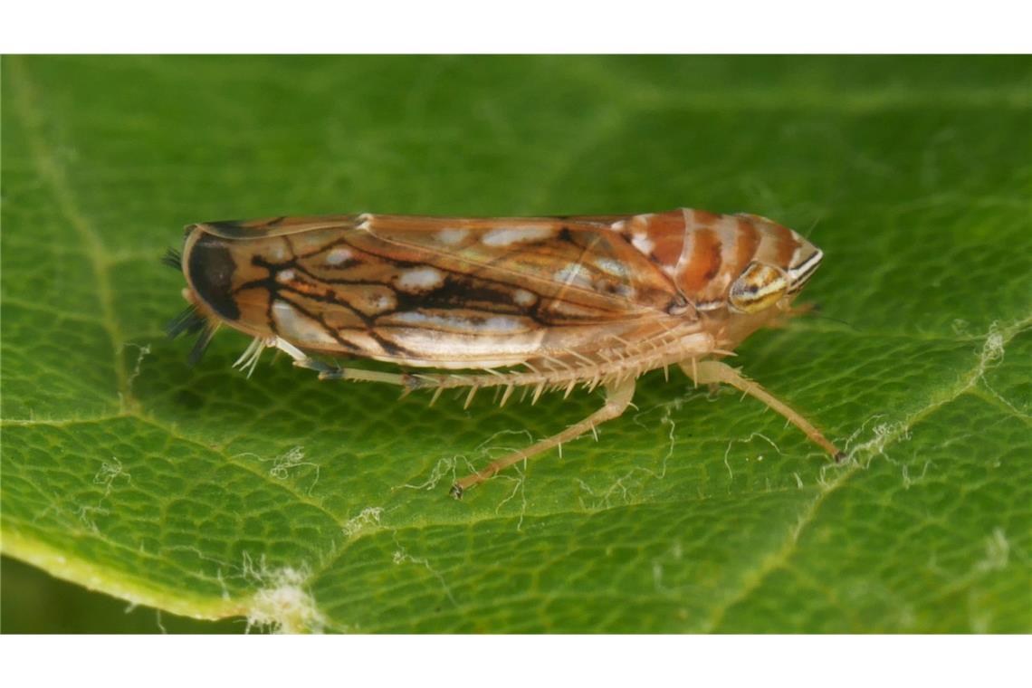 Die Amerikanische Rebzikade überträgt die Krankheit.