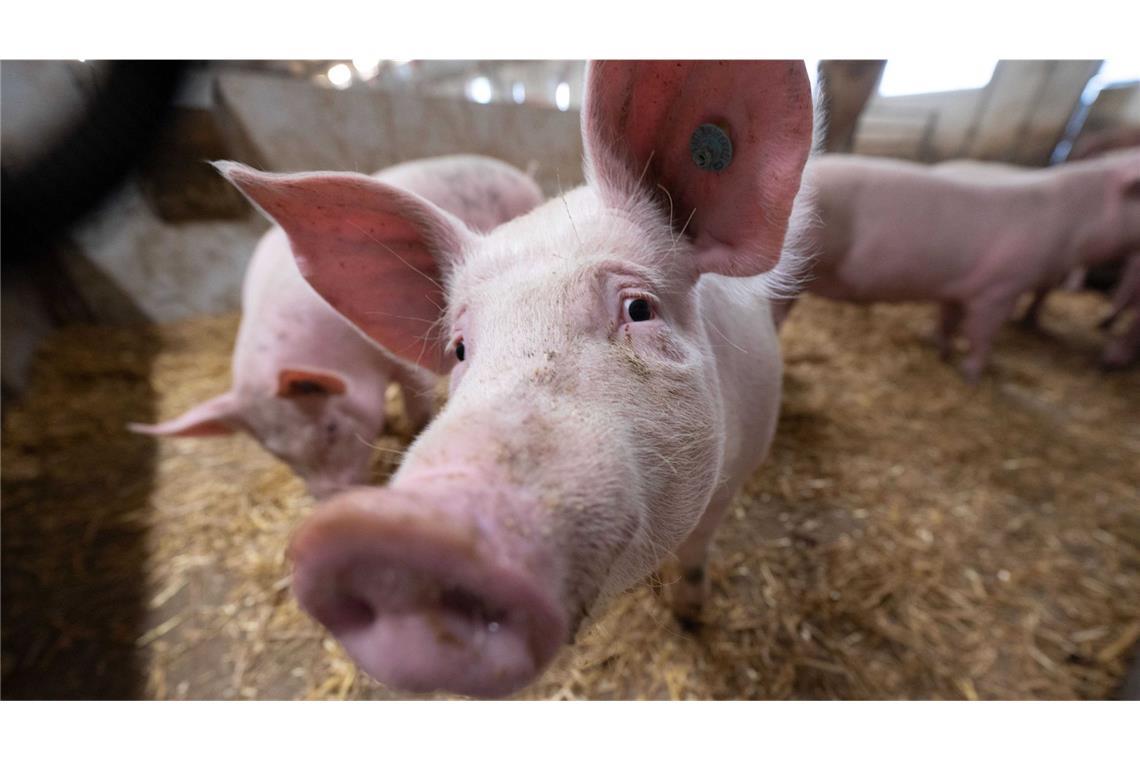 Die Ampel-Koalition hat als Anschub für den „Tierwohlcent“ vorerst eine Milliarde Euro reserviert, die aber nur bis 2026 reichen und nur für die Schweinehaltung vorgesehen sind