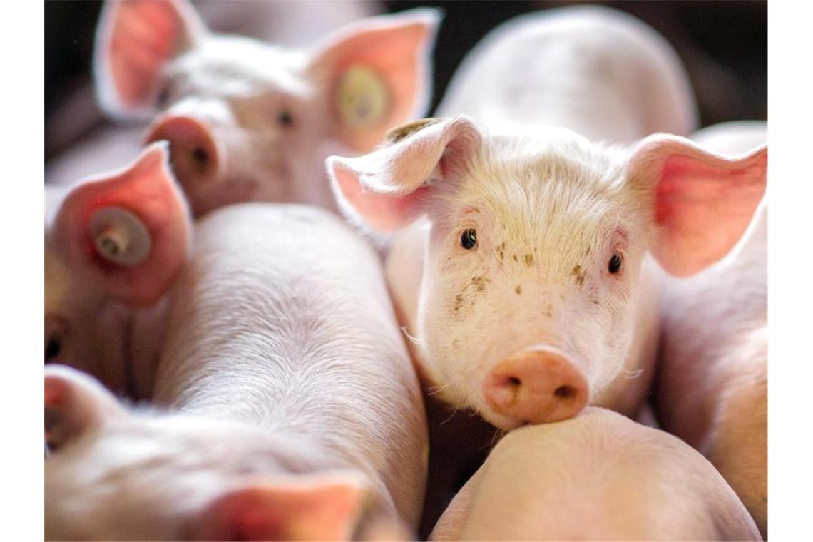 Bewegung bei Tierhaltungs-Logo für Schweinefleisch Die Ampel-Koalition will noch in diesem Jahr eine verpflichtende Haltungskennzeichnung an den Start bringen, die auch Transport und Schlachtung umfassen soll. Foto: Jens Büttner/zb/dpa