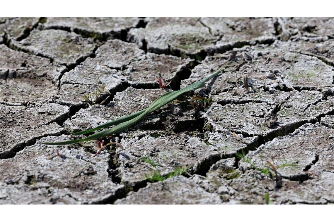 Monate fast ohne Regen - Droht ein schlimmer Dürresommer? Die anhaltende Dürre hat zunehmend Folgen für Wald und Landwirtschaft.