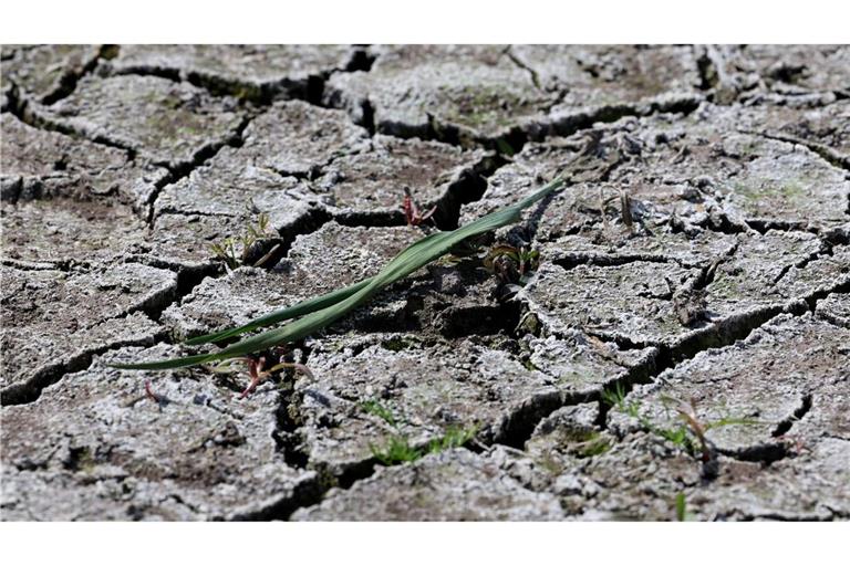 Die anhaltende Dürre hat zunehmend Folgen für Wald und Landwirtschaft.