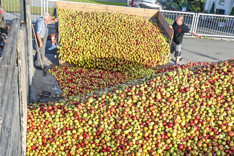 Die Annahmestelle von Uwe Röhrle ist an Samstagen, wenn es während der Ernte Schlag auf Schlag geht, abends gut gefüllt mit Streuobst von regionalen Erzeugern. Foto: A. Becher