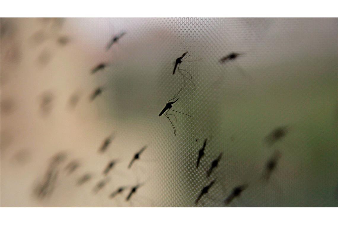 Weitere Stechmücke aus dem Süden erstmals in Deutschland Die Anopheles-Mücke umfasst weltweit sehr viele verschiedene Arten.