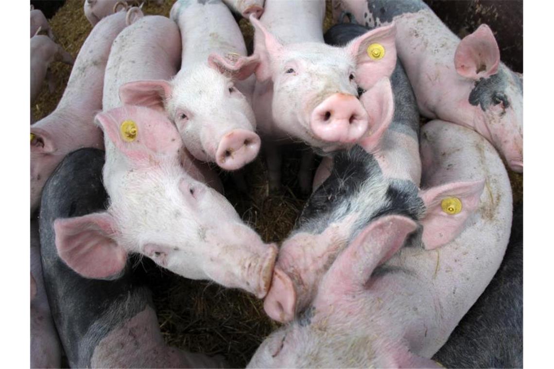 Die artgerechte Haltung von Nutztieren könnte Fleischprodukte teurer machen. Foto: picture alliance / dpa