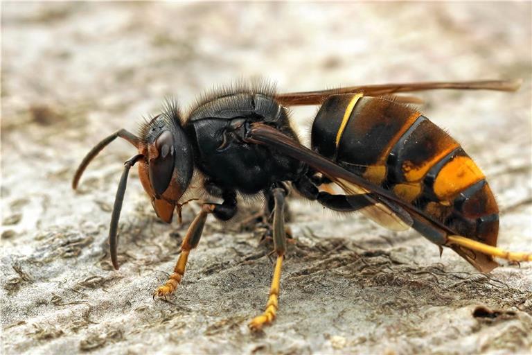 Die Asiatische Hornisse ist kleiner als die heimische, mit schwarz-gelben Beinen und wenigen gelben Streifen. Foto: Adobe Stock/Henk Wallays/Wirestock