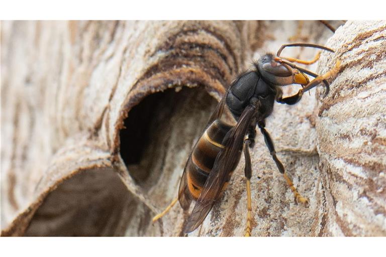 Die Asiatische Hornisse stammt ursprünglich aus Südostasien.