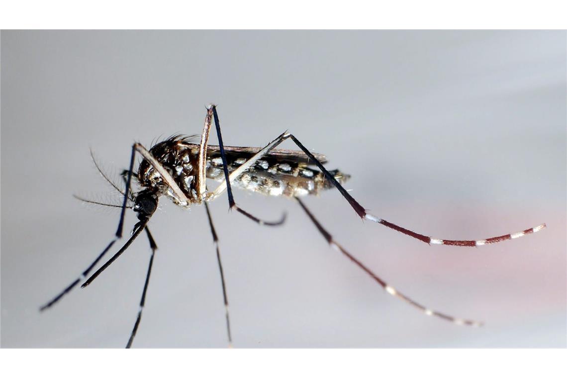Tropenvirus angekommen: Wie gefährlich ist Chikungunya? Die Asiatische Tigermücke breitet sich aus. (Archivbild)