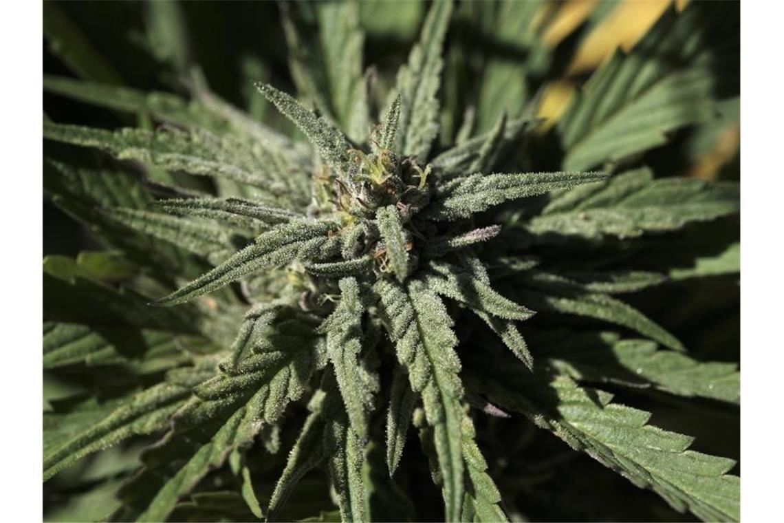 Die aufblühende Knospe einer Marihuanapflanze. Drogenfahnder haben nach monatelangen Ermittlungen 74 Kilogramm Marihuana sichergestellt. 14 Verdächtige sind in Untersuchungshaft. Foto: Richard Vogel/AP/dpa