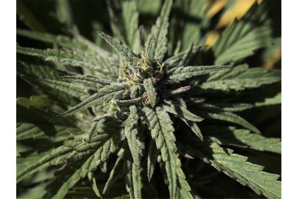 Schmuggel von über 100 Kilogramm Marihuana aufgeflogen Die aufblühende Knospe einer Marihuanapflanze. Foto: Richard Vogel/AP/dpa/Symbolbild