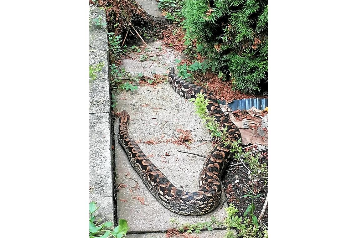 Schlange in Garten entdeckt Die aufgefundene Madagaskar Boa ist armdick und etwa zwei Meter lang.Foto: Polizei