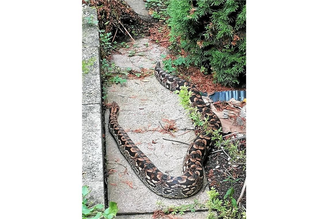 Schlange in Garten entdeckt