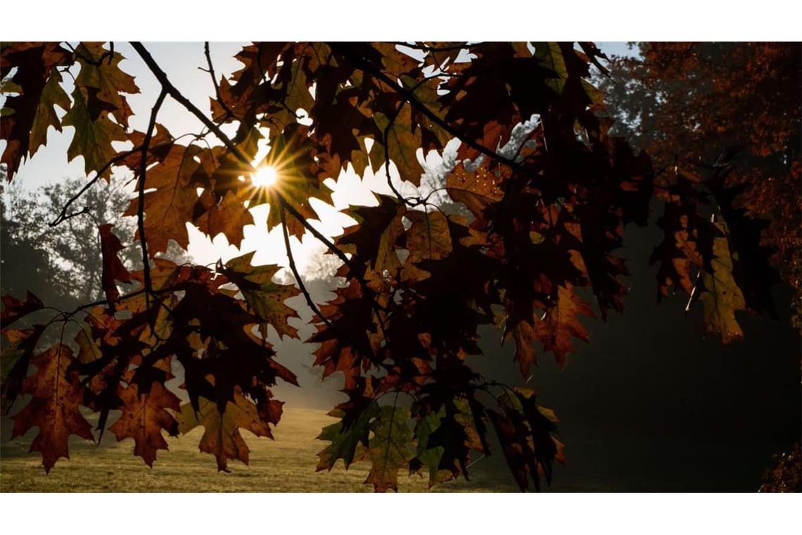 Die aufgehende Sonne illuminiert einen herbstlichen verfärbten Laubbaum im Georgengarten an den Herrenhäuser Gärten. 