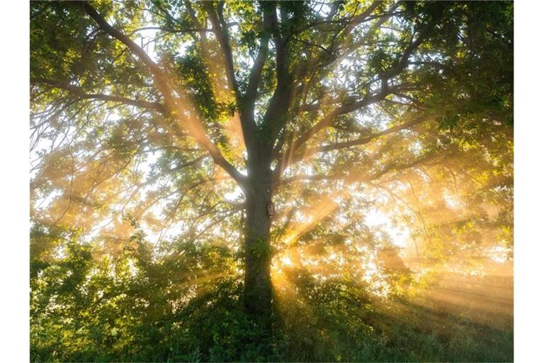 Die aufgehende Sonne in der Leinemasch in der Region Hannover. Der Deutsche Wetterdienst DWD sagt für die nächsten Tage eine Hitzewelle mit Temperaturen von bis zu 37 Grad voraus. Foto: Julian Stratenschulte/dpa