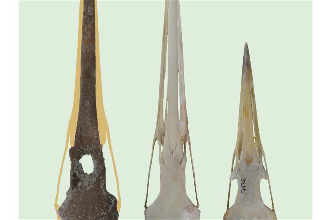 Forscher entdecken Riesenkranich-Schädel im Allgäu Die Aufnahme zeigt einen Schädel eines Kranichs aus der Fossilfundstelle Hammerschmiede (l). Foto: Gerald Mayr/Senckenberg/dpa
