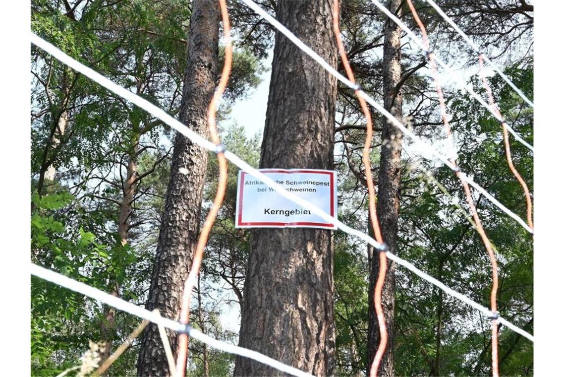 Schweinepest bei weiteren Wildschweinen nachgewiesen Die Aufschrift: „Afrikanische Schweinepest bei Wildschweinen Kerngebiet“ steht auf einem Schild an einem Baum hinter einem mobilen Elektrozaun. Foto: Bernd Settnik/dpa-Zentralbid/dpa