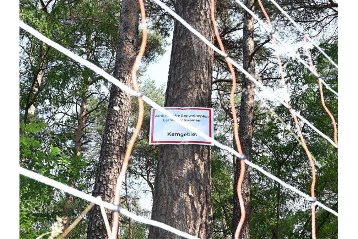 Die Aufschrift: „Afrikanische Schweinepest bei Wildschweinen Kerngebiet“ steht auf einem Schild an einem Baum hinter einem mobilen Elektrozaun. Foto: Bernd Settnik/dpa-Zentralbid/dpa