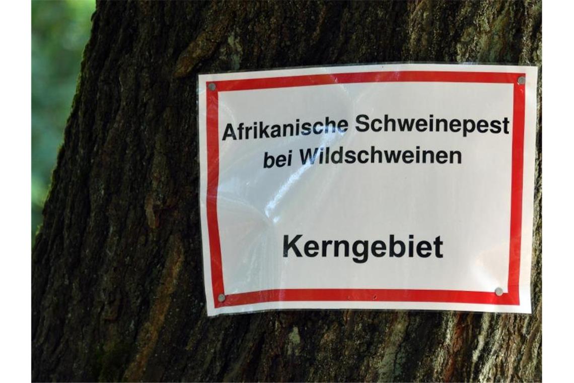 Die Aufschrift: „Afrikanische Schweinepest bei Wildschweinen Kerngebiet“ steht auf einem Schild an einem Baum. Foto: Bernd Settnik/dpa-Zentralbid/dpa