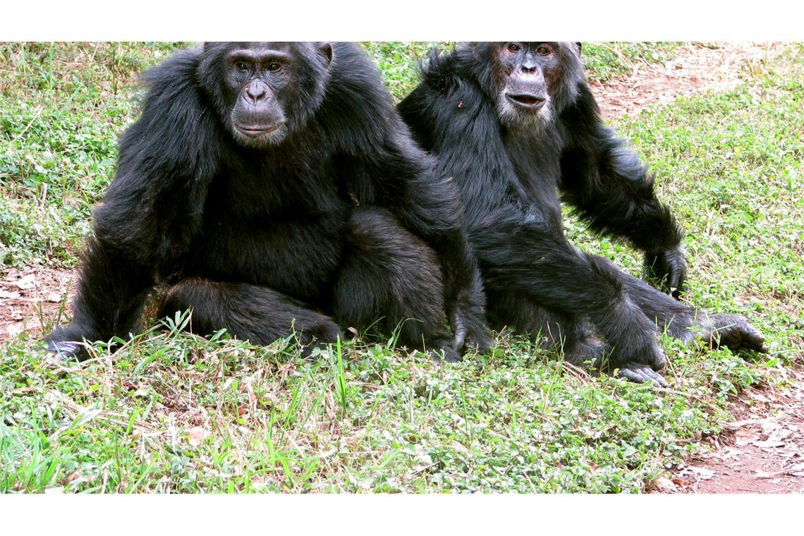 Die Auseinandersetzungen reichten Forschern zufolge bis zu tödlicher Gewalt.